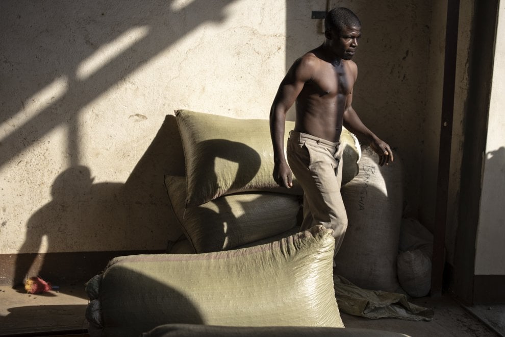 Un fotosafari tra i “cacciatori” di caffè in Uganda