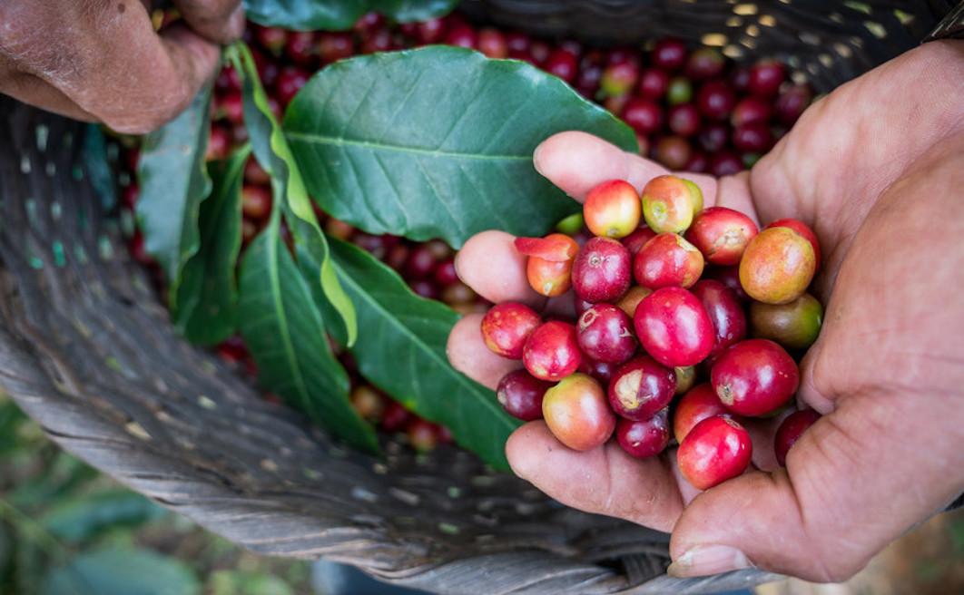 Caffè Fairtrade: cos’è, quanto vale, chi lo produce e chi lo consuma