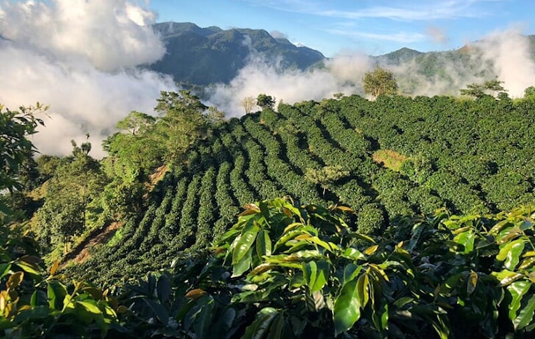 Acra rende la filiera del caffè in Honduras più sicura