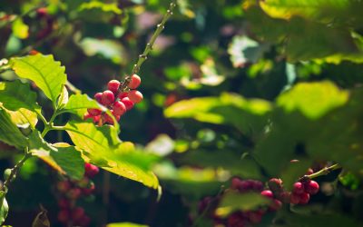 Palermo come Panama: è qui la prima piantagione di caffè italiana
