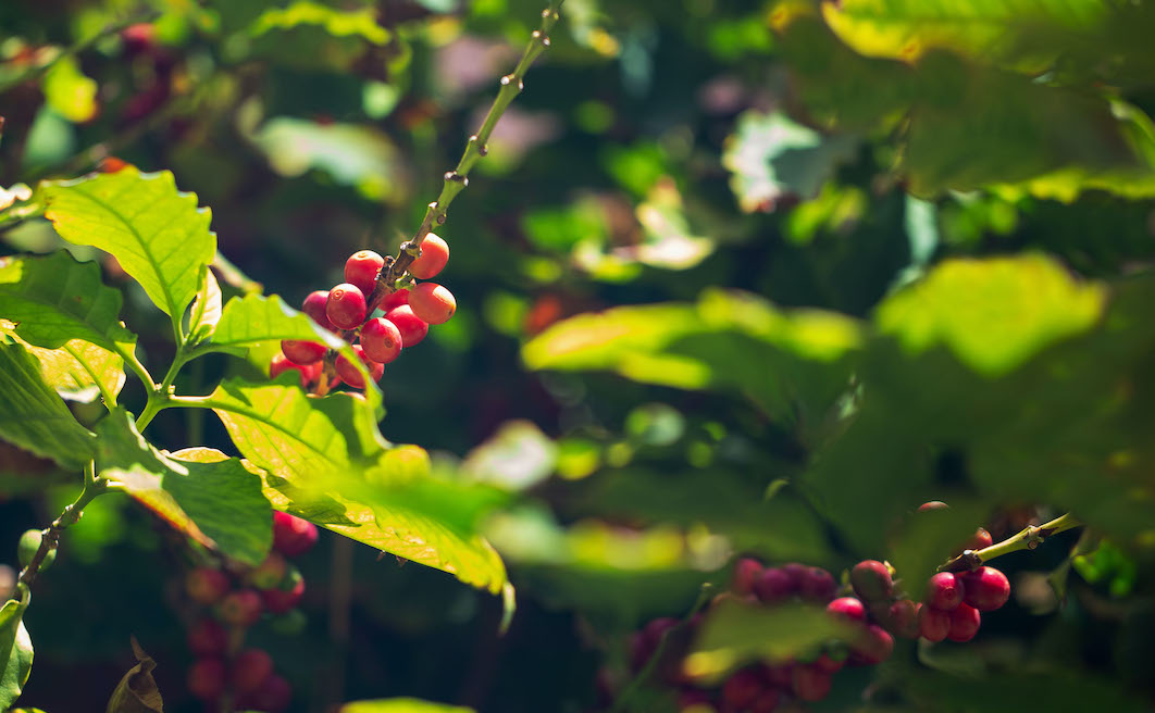 Palermo come Panama: è qui la prima piantagione di caffè italiana